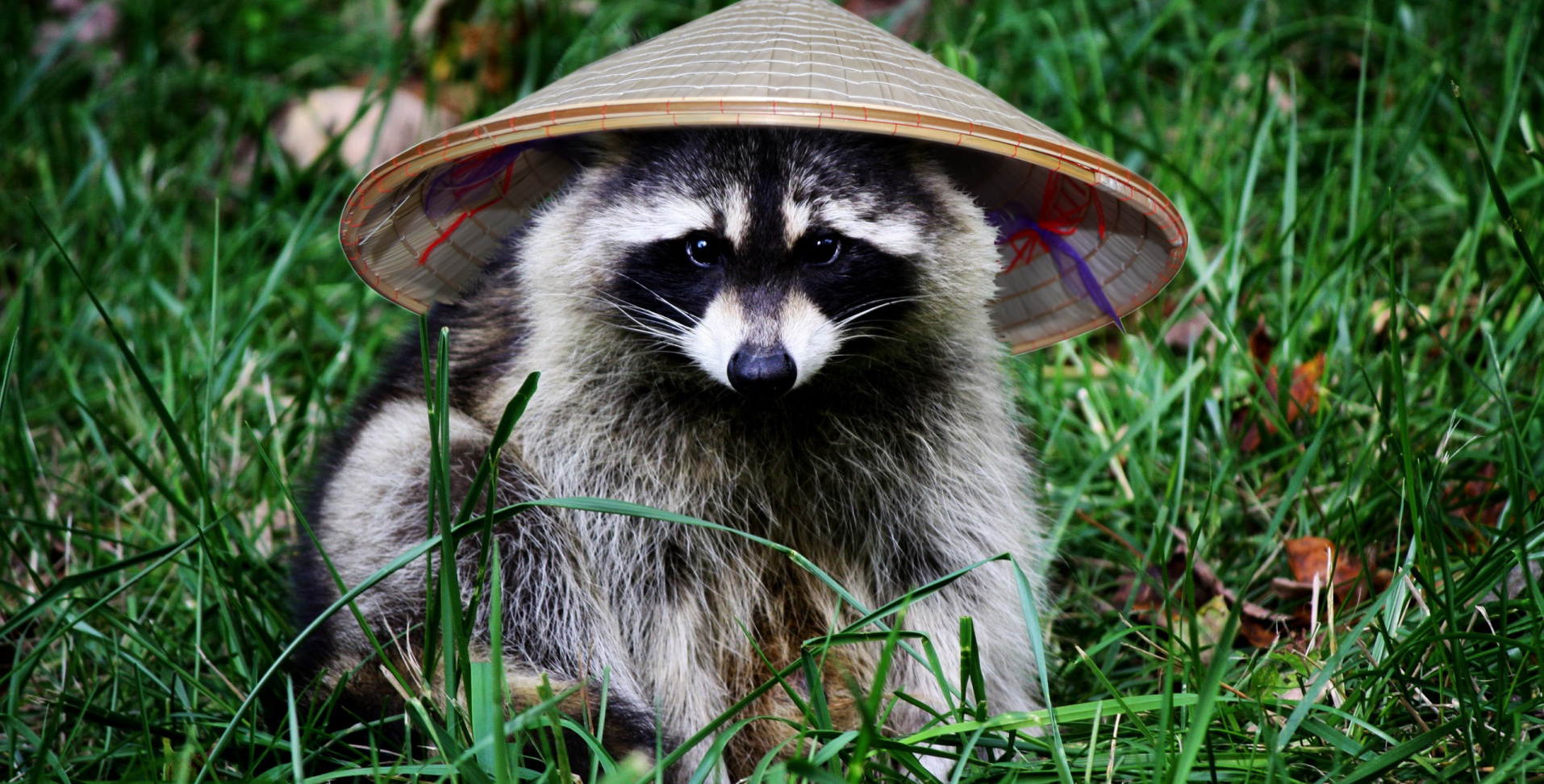 one-of-the-handful-of-things-china-doesn-t-make-raccoons-sqwabb